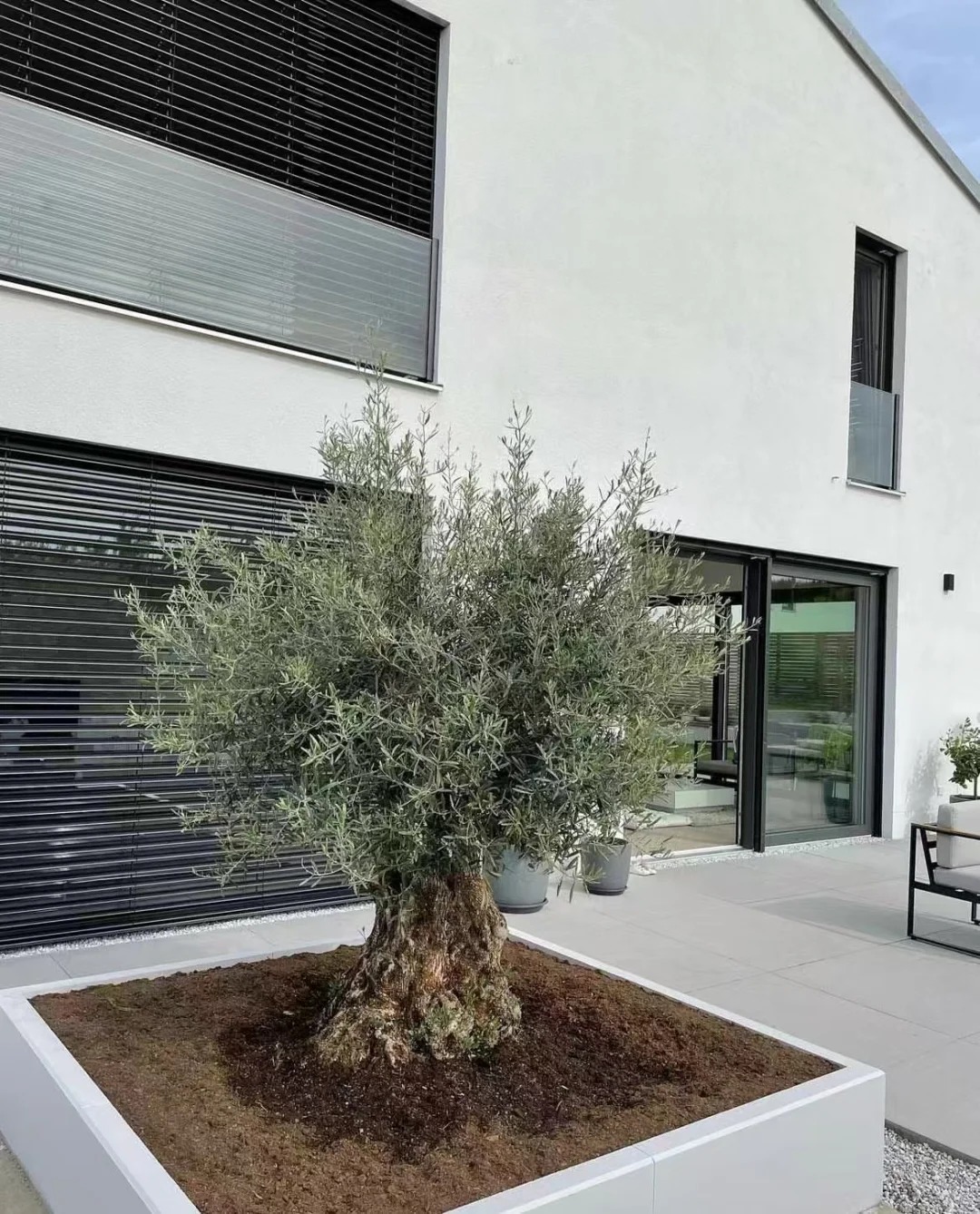 Giới nhà giàu đang mê mệt loại cây này: Không chỉ đẹp mà còn hút lộc, giá nhỉnh... sương sương vài tỷ đồng!- Ảnh 13.