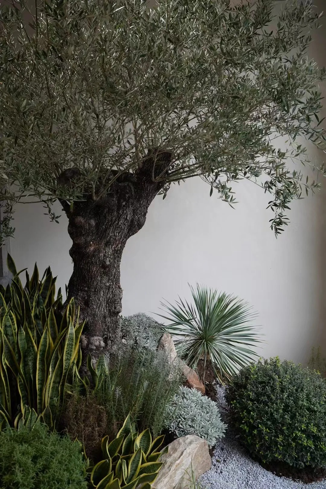 Giới nhà giàu đang mê mệt loại cây này: Không chỉ đẹp mà còn hút lộc, giá nhỉnh... sương sương vài tỷ đồng!- Ảnh 14.