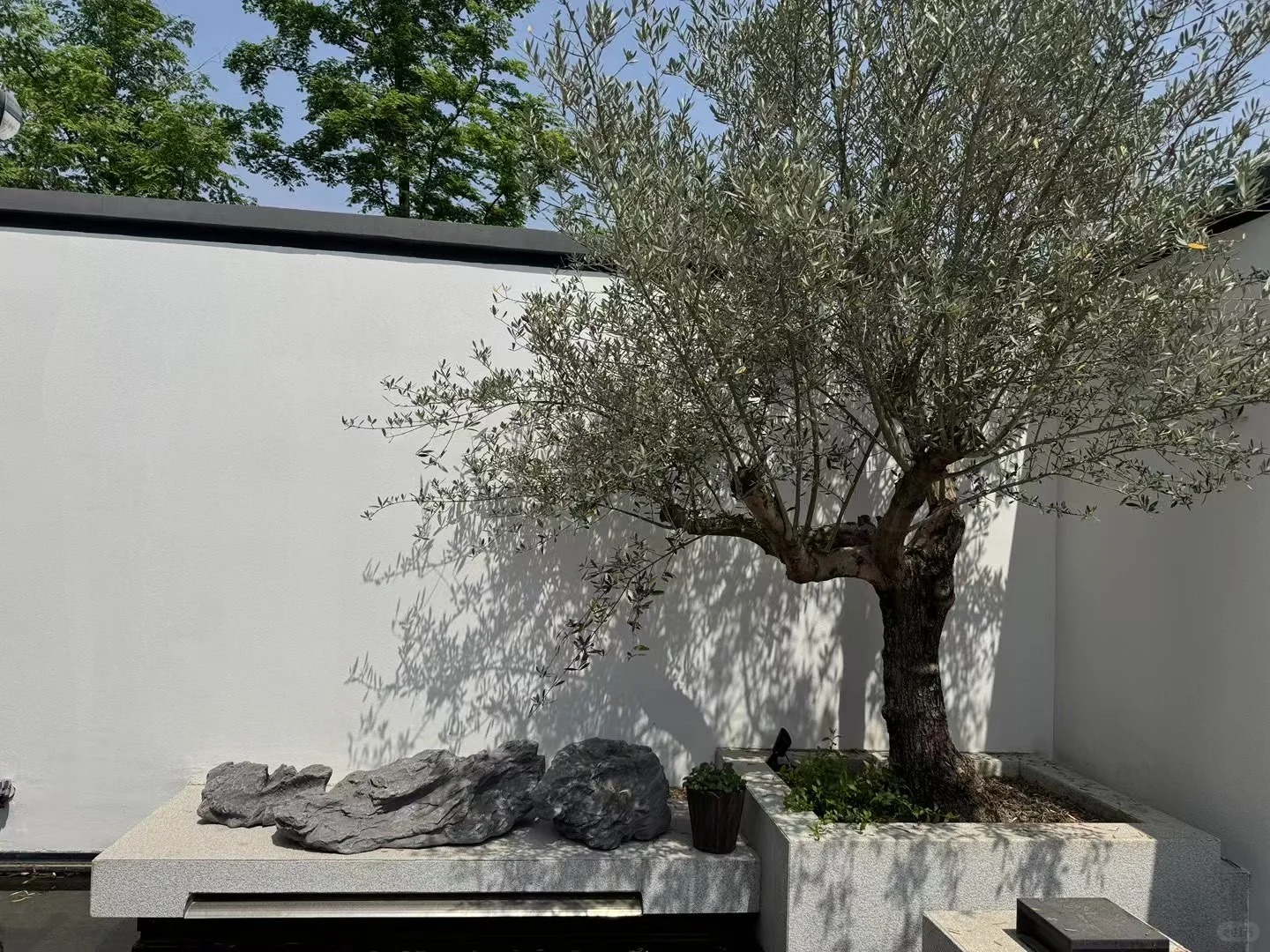 Giới nhà giàu đang mê mệt loại cây này: Không chỉ đẹp mà còn hút lộc, giá nhỉnh... sương sương vài tỷ đồng!- Ảnh 15.