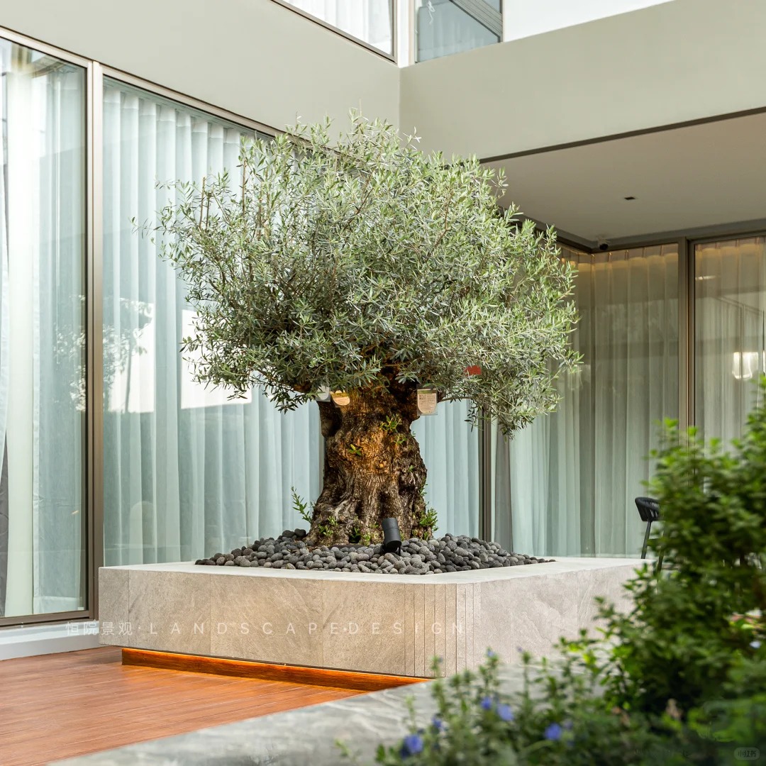 Giới nhà giàu đang mê mệt loại cây này: Không chỉ đẹp mà còn hút lộc, giá nhỉnh... sương sương vài tỷ đồng!- Ảnh 16.