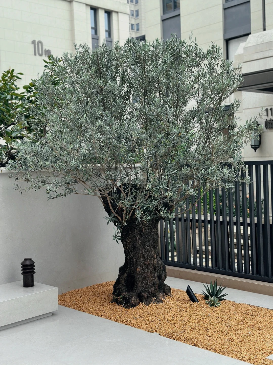 Giới nhà giàu đang mê mệt loại cây này: Không chỉ đẹp mà còn hút lộc, giá nhỉnh... sương sương vài tỷ đồng!- Ảnh 17.