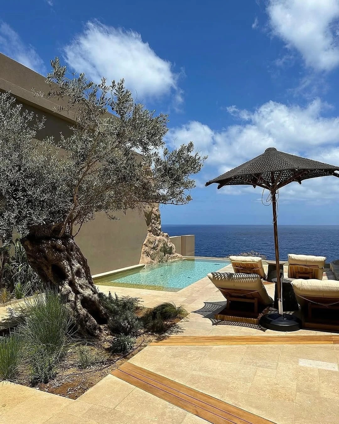 Giới nhà giàu đang mê mệt loại cây này: Không chỉ đẹp mà còn hút lộc, giá nhỉnh... sương sương vài tỷ đồng!- Ảnh 21.