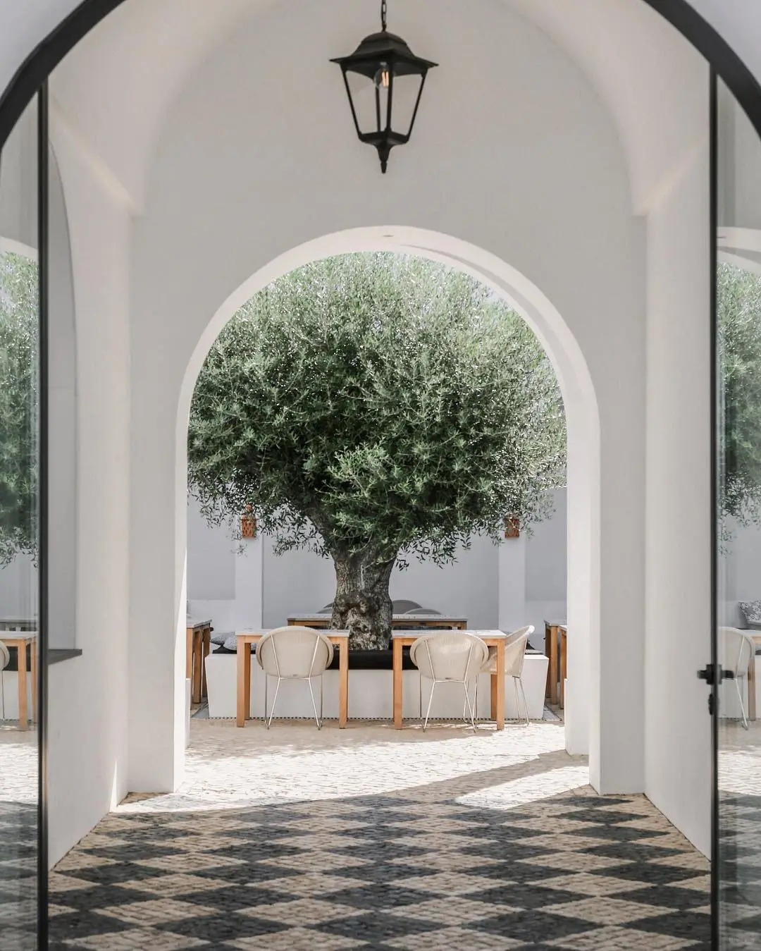 Giới nhà giàu đang mê mệt loại cây này: Không chỉ đẹp mà còn hút lộc, giá nhỉnh... sương sương vài tỷ đồng!- Ảnh 22.