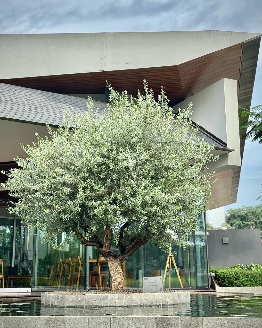 Giới nhà giàu đang mê mệt loại cây này: Không chỉ đẹp mà còn hút lộc, giá nhỉnh... sương sương vài tỷ đồng!- Ảnh 23.