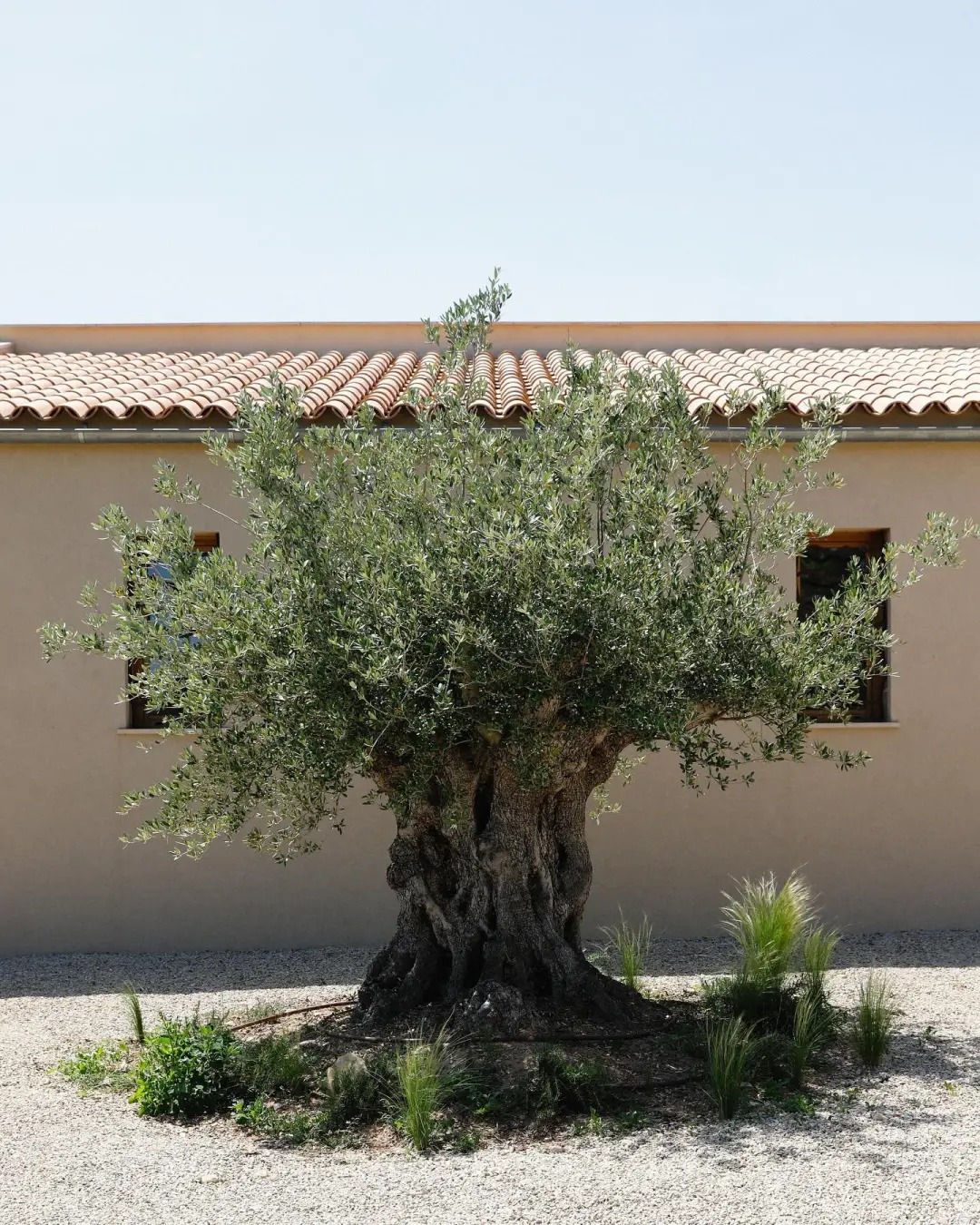 Giới nhà giàu đang mê mệt loại cây này: Không chỉ đẹp mà còn hút lộc, giá nhỉnh... sương sương vài tỷ đồng!- Ảnh 25.