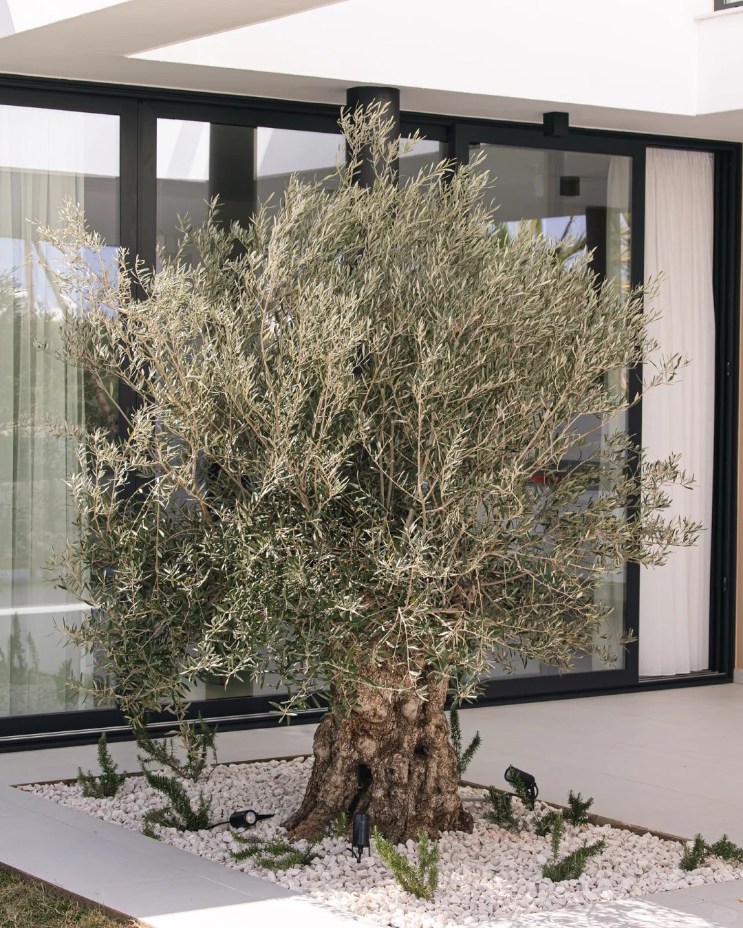 Giới nhà giàu đang mê mệt loại cây này: Không chỉ đẹp mà còn hút lộc, giá nhỉnh... sương sương vài tỷ đồng!- Ảnh 30.