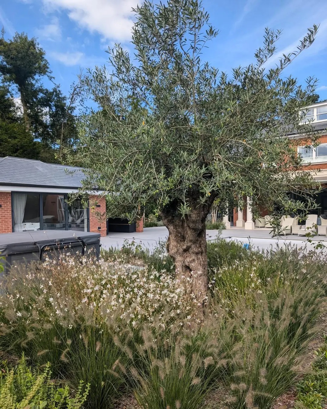 Giới nhà giàu đang mê mệt loại cây này: Không chỉ đẹp mà còn hút lộc, giá nhỉnh... sương sương vài tỷ đồng!- Ảnh 31.