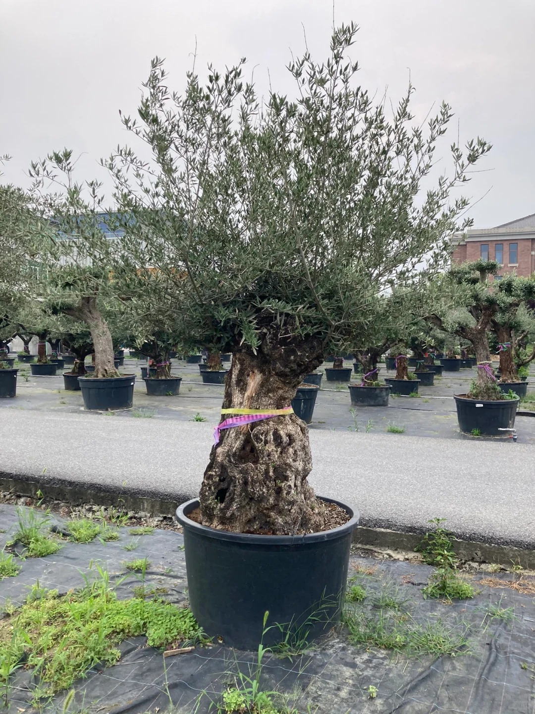 Giới nhà giàu đang mê mệt loại cây này: Không chỉ đẹp mà còn hút lộc, giá nhỉnh... sương sương vài tỷ đồng!- Ảnh 32.