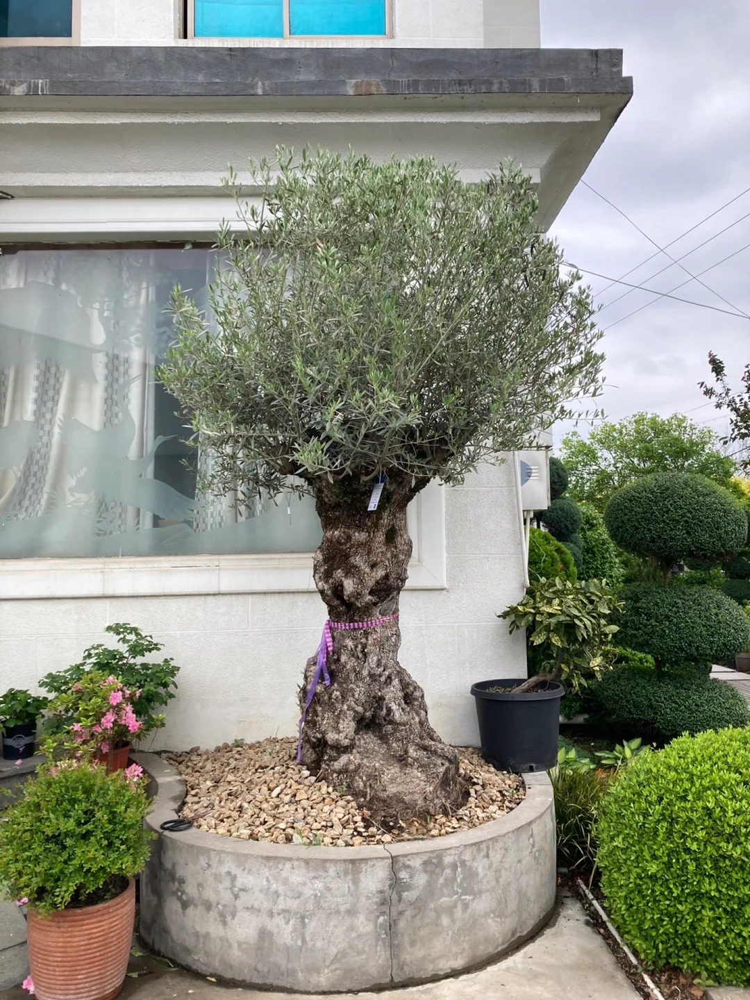 Giới nhà giàu đang mê mệt loại cây này: Không chỉ đẹp mà còn hút lộc, giá nhỉnh... sương sương vài tỷ đồng!- Ảnh 33.