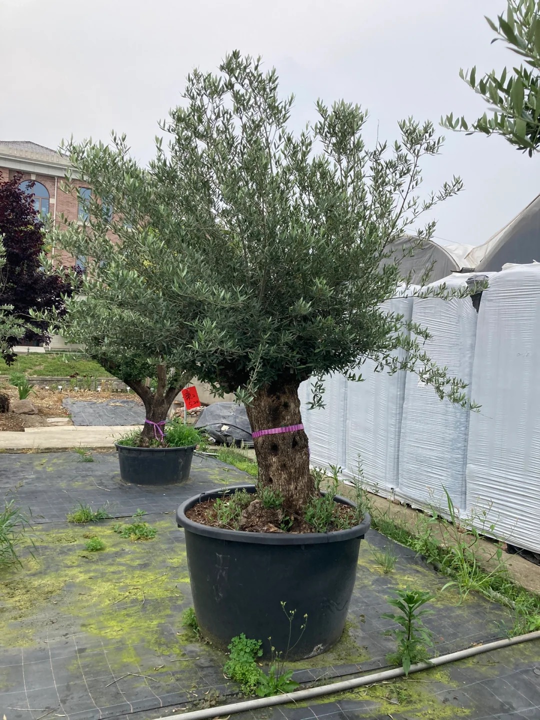 Giới nhà giàu đang mê mệt loại cây này: Không chỉ đẹp mà còn hút lộc, giá nhỉnh... sương sương vài tỷ đồng!- Ảnh 35.