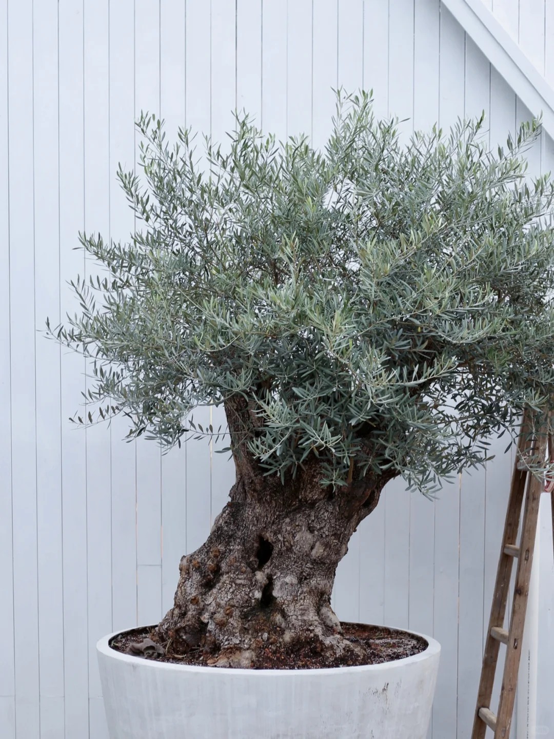 Giới nhà giàu đang mê mệt loại cây này: Không chỉ đẹp mà còn hút lộc, giá nhỉnh... sương sương vài tỷ đồng!- Ảnh 36.