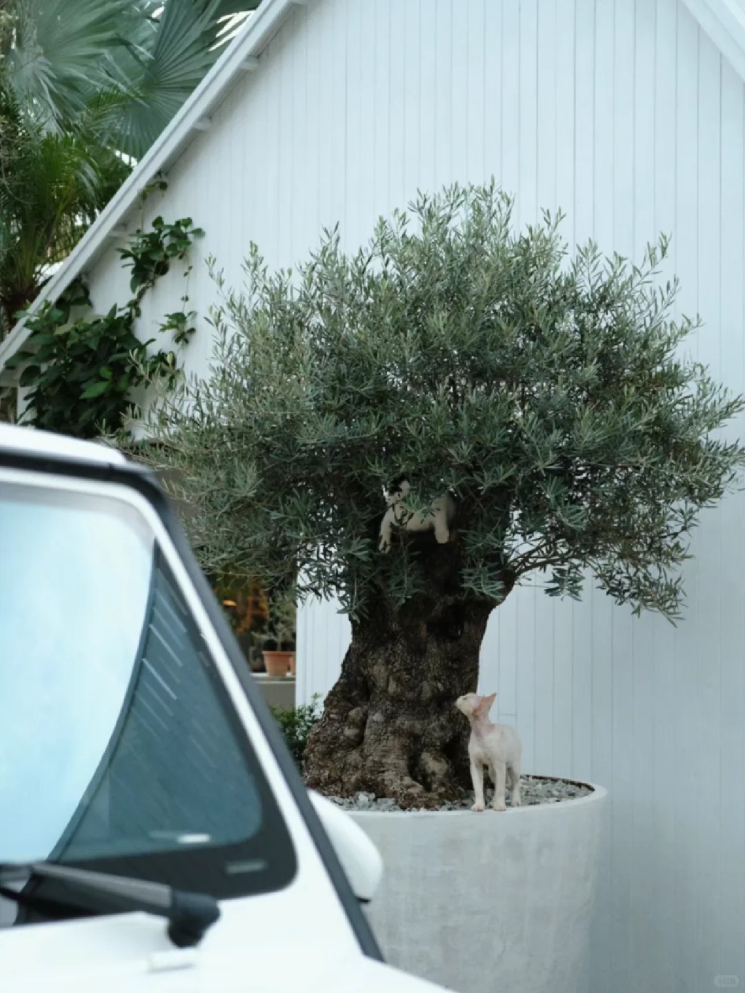 Giới nhà giàu đang mê mệt loại cây này: Không chỉ đẹp mà còn hút lộc, giá nhỉnh... sương sương vài tỷ đồng!- Ảnh 37.