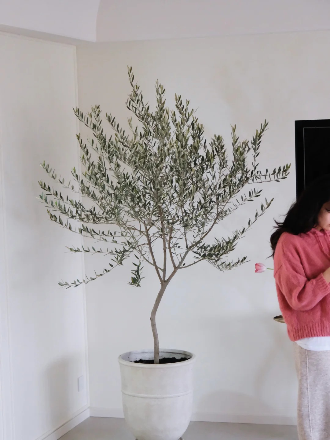 Giới nhà giàu đang mê mệt loại cây này: Không chỉ đẹp mà còn hút lộc, giá nhỉnh... sương sương vài tỷ đồng!- Ảnh 39.