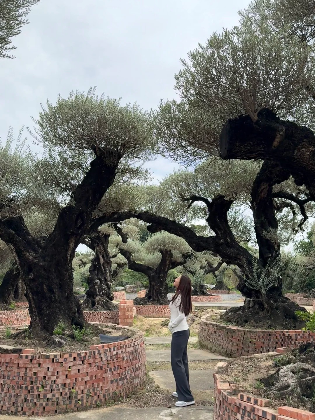 Giới nhà giàu đang mê mệt loại cây này: Không chỉ đẹp mà còn hút lộc, giá nhỉnh... sương sương vài tỷ đồng!- Ảnh 42.