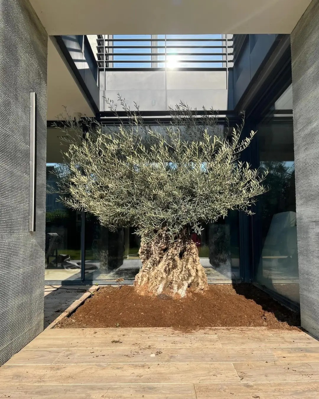 Giới nhà giàu đang mê mệt loại cây này: Không chỉ đẹp mà còn hút lộc, giá nhỉnh... sương sương vài tỷ đồng!- Ảnh 43.