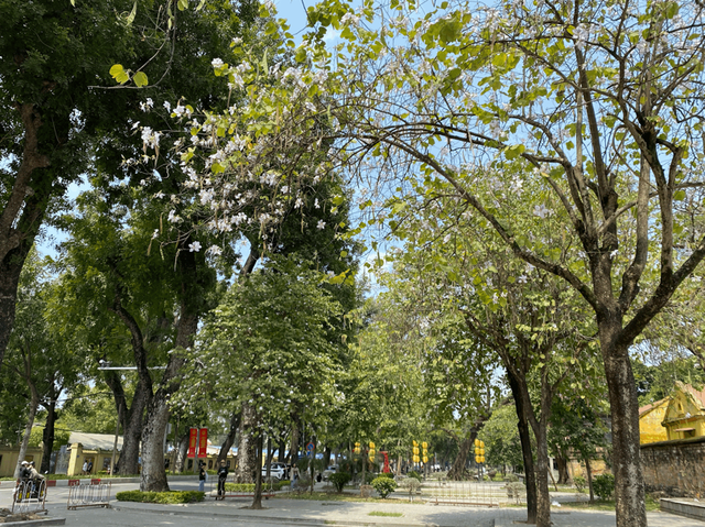 Tháng 3, Hà nội rực rỡ với muôn sắc hoa, nhiều người thích thú tránh thủ check-in 3 Cây hoa ban đường Hoàng Diệu, Bắc Sơn (Ảnh: Lệ Quyên)