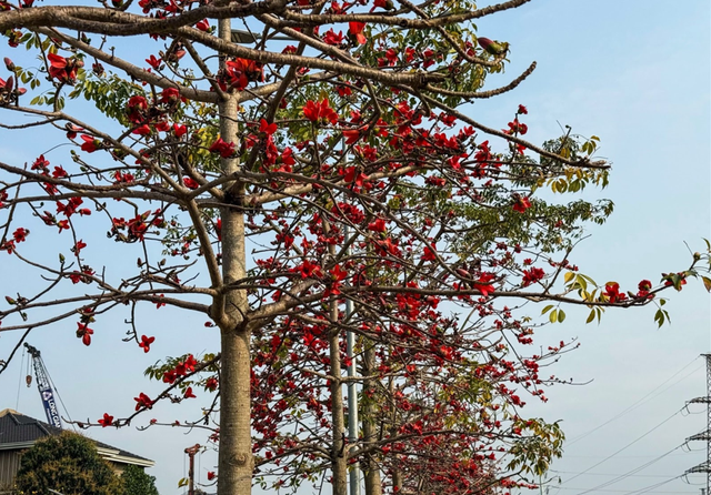 Tháng 3, Hà nội rực rỡ với muôn sắc hoa, nhiều người thích thú tránh thủ check-in 8 Hoa gạo nở đỏ rực như thắp lửa trên những cành cây (Ảnh: Phương Thảo)