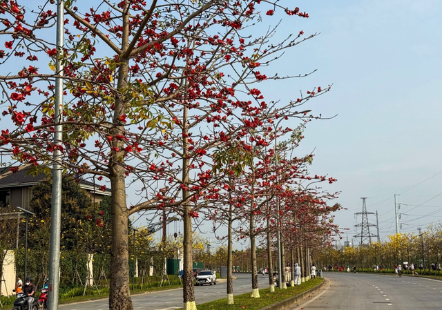 Tháng 3, Hà nội rực rỡ với muôn sắc hoa, nhiều người thích thú tránh thủ check-in 9 Dàn hoa gạo rực đỏ tại cung đường nhỏ khu đô thị Park City (Ảnh: Phương Thảo)