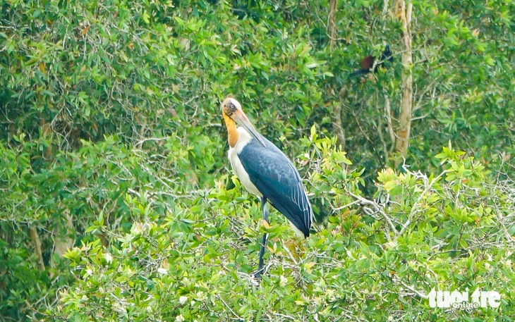 U Minh Thượng - Ảnh 6.