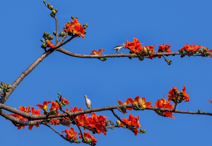 Hoa gạo nở đỏ rực khắp Kinh thành Huế - 2