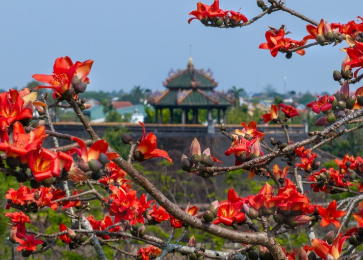 Hoa gạo nở đỏ rực khắp Kinh thành Huế - 3