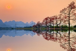 Hoa gạo bung nở nhuộm đỏ vùng quê ngoại thành Hà Nội