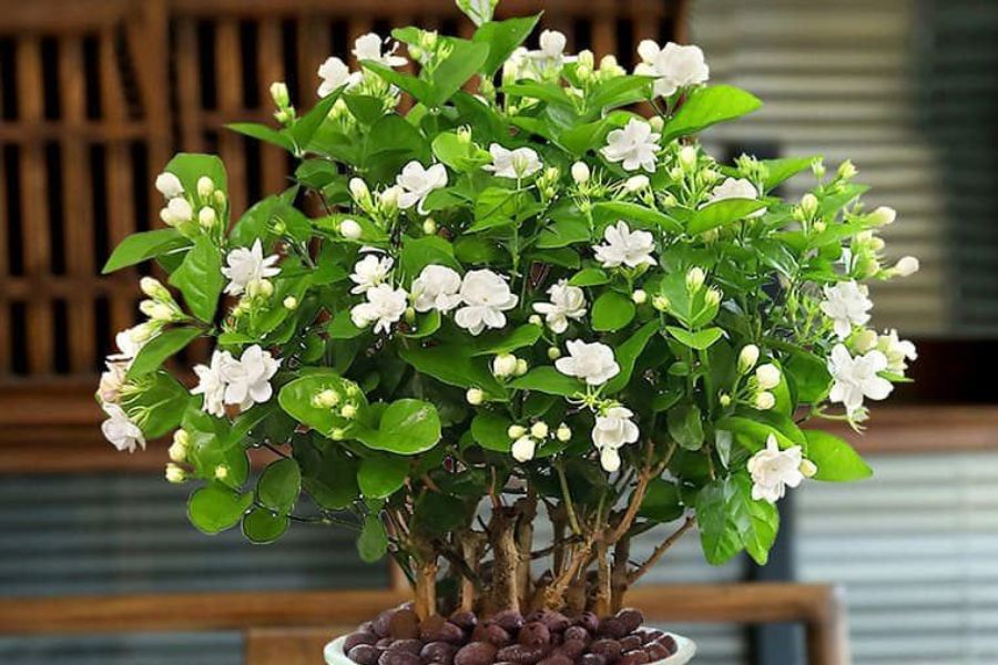 5 loài hoa thơm nức mũi, hợp trưng trong nhà - kiêng đặt bàn thờ- Ảnh 4.