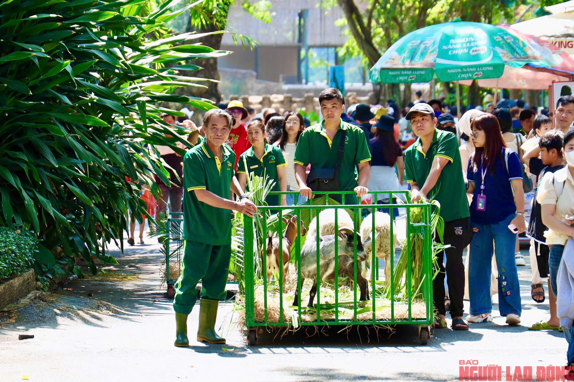 Thảo Cầm Viên đón sinh nhật 162 năm tuổi - Ảnh 3.