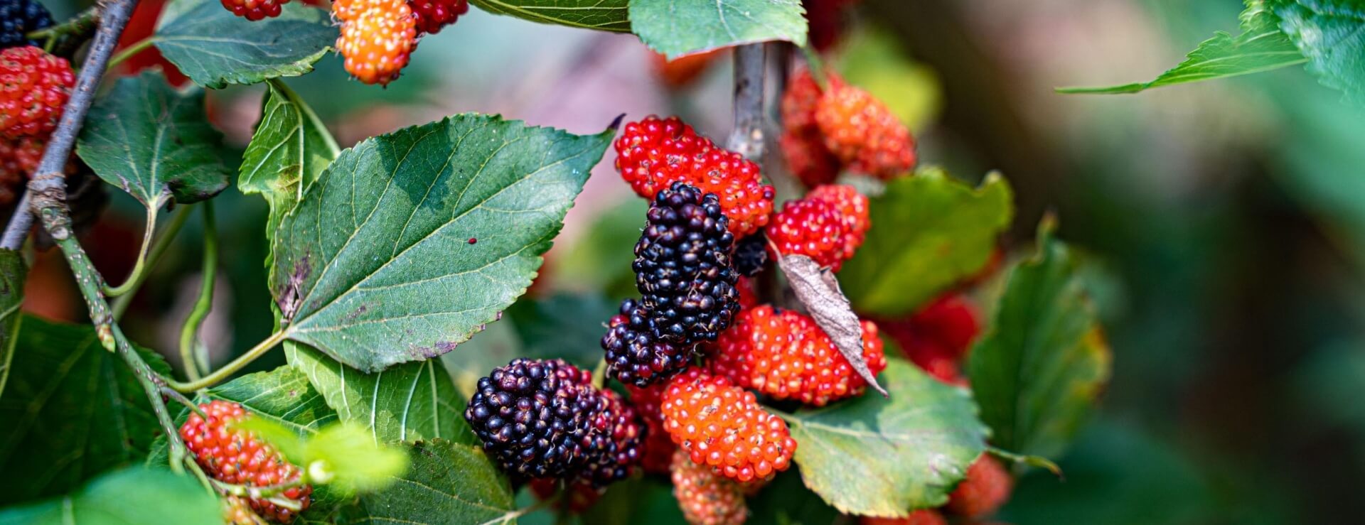 3 loại cây người trên 40 tuổi không nên trồng- Ảnh 2.