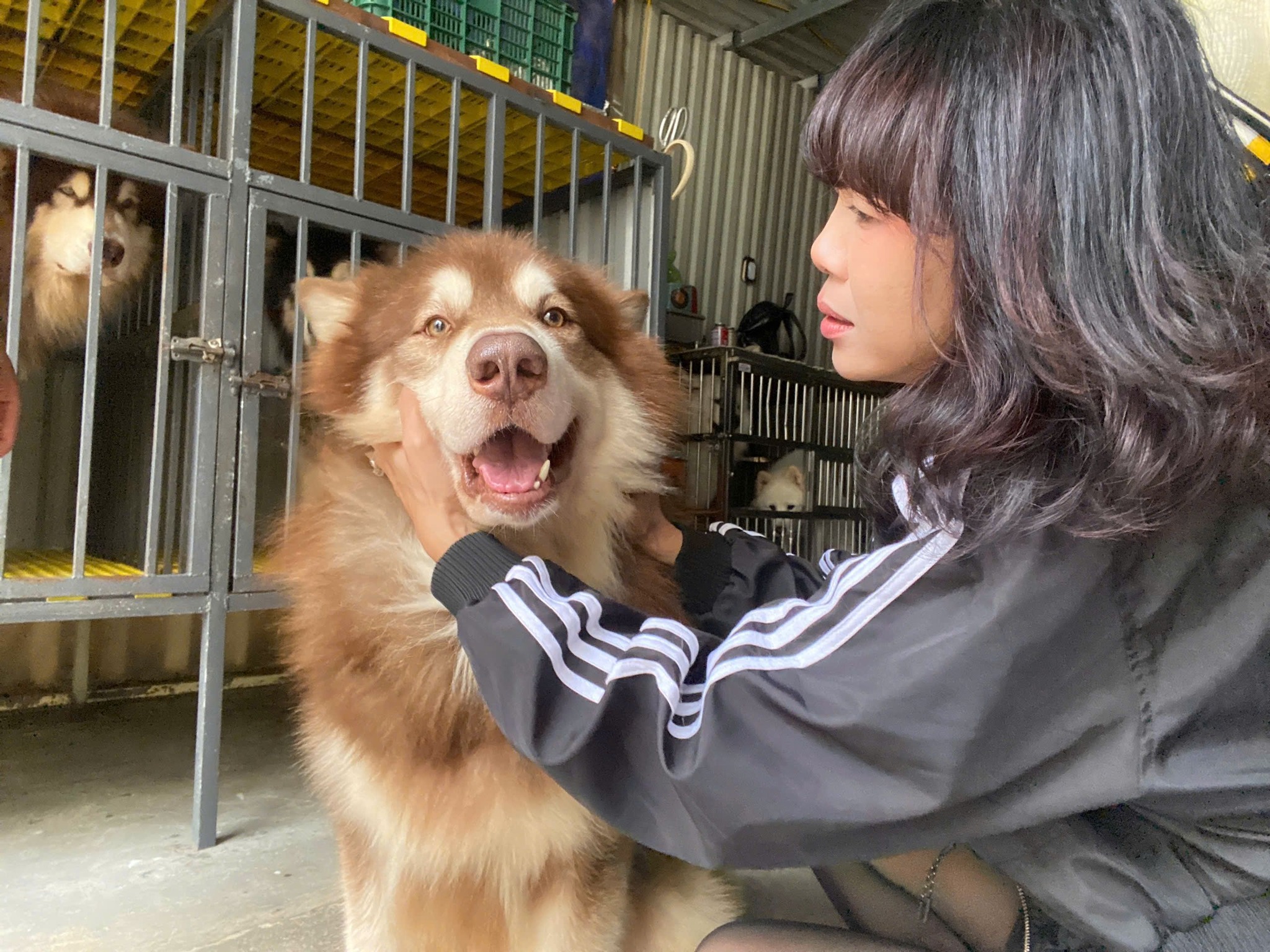 Nghệ sĩ bày tỏ quan điểm về nạn giết mổ lậu chó, mèo- Ảnh 3. Nghệ sĩ bày tỏ quan điểm về nạn giết mổ lậu chó, mèo- Ảnh 3.