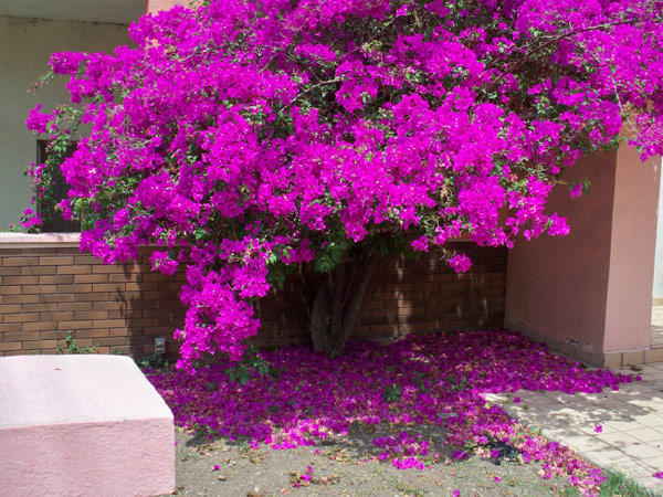 4 niềm vui, 3 nỗi sợ khi chơi hoa giấy- Ảnh 3.