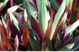 Loại cây nhiều người trồng vì đẹp lại là "thuốc quý" dưỡng tim, giải độc cực tốt