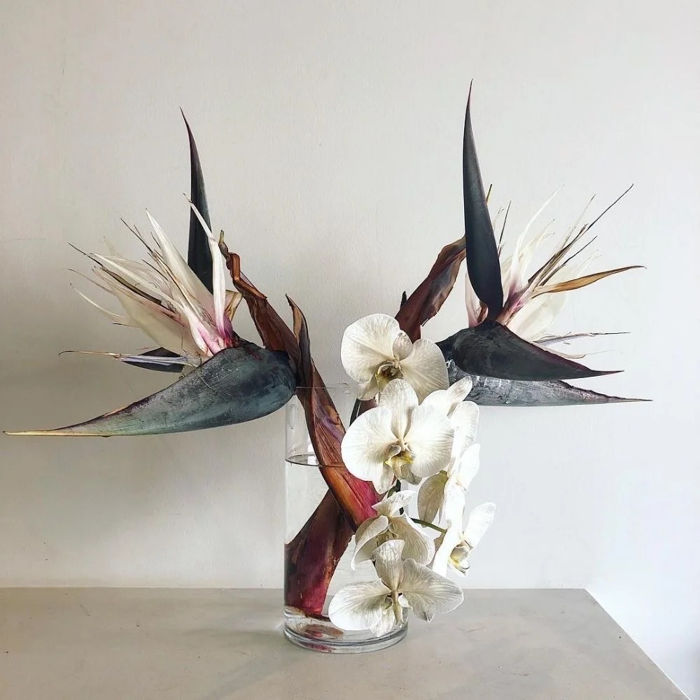 Thấy cành Bạch hạc 