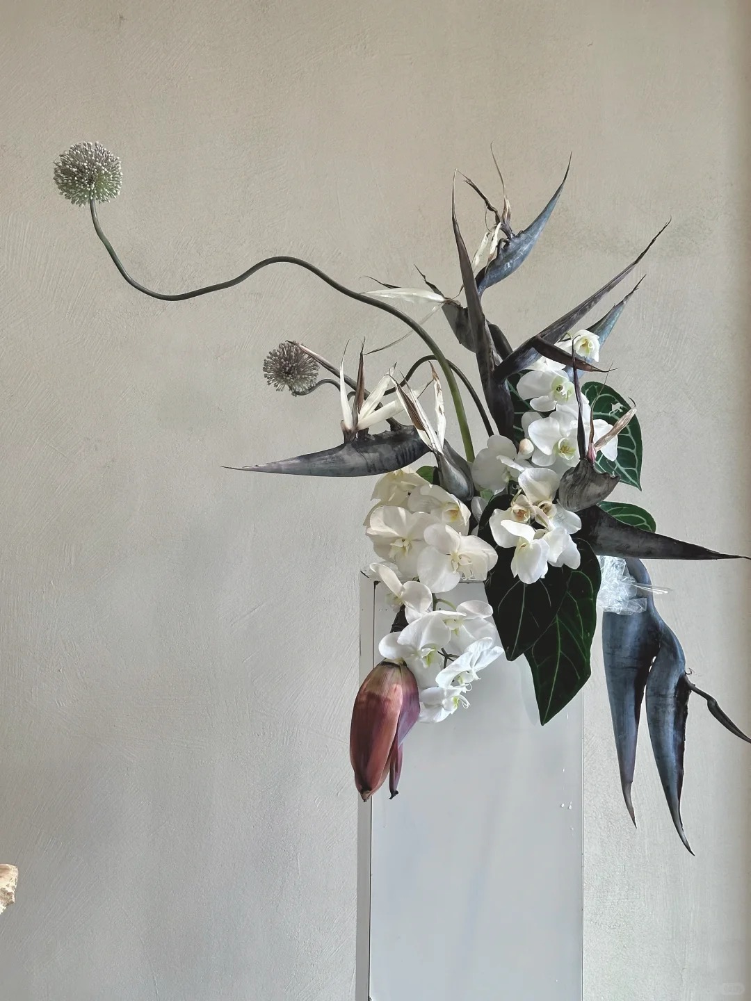 Thấy cành Bạch hạc 