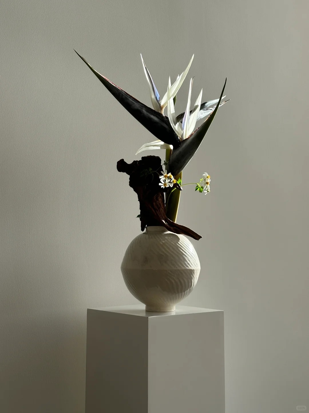 Thấy cành Bạch hạc 