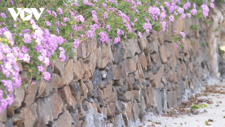 Làng Phú Hạnh có một con đường đá cổ len quan được trang trí bởi hoa ngũ sắc