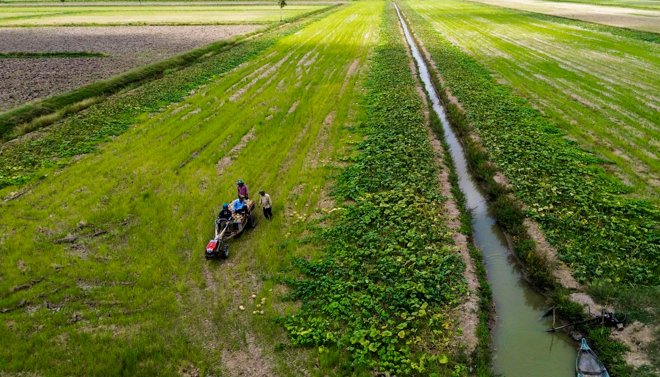 ‘Giải cứu’ hàng trăm tấn bí đỏ tồn đọng ở Cà Mau 2 giải cứu - Ảnh 2.