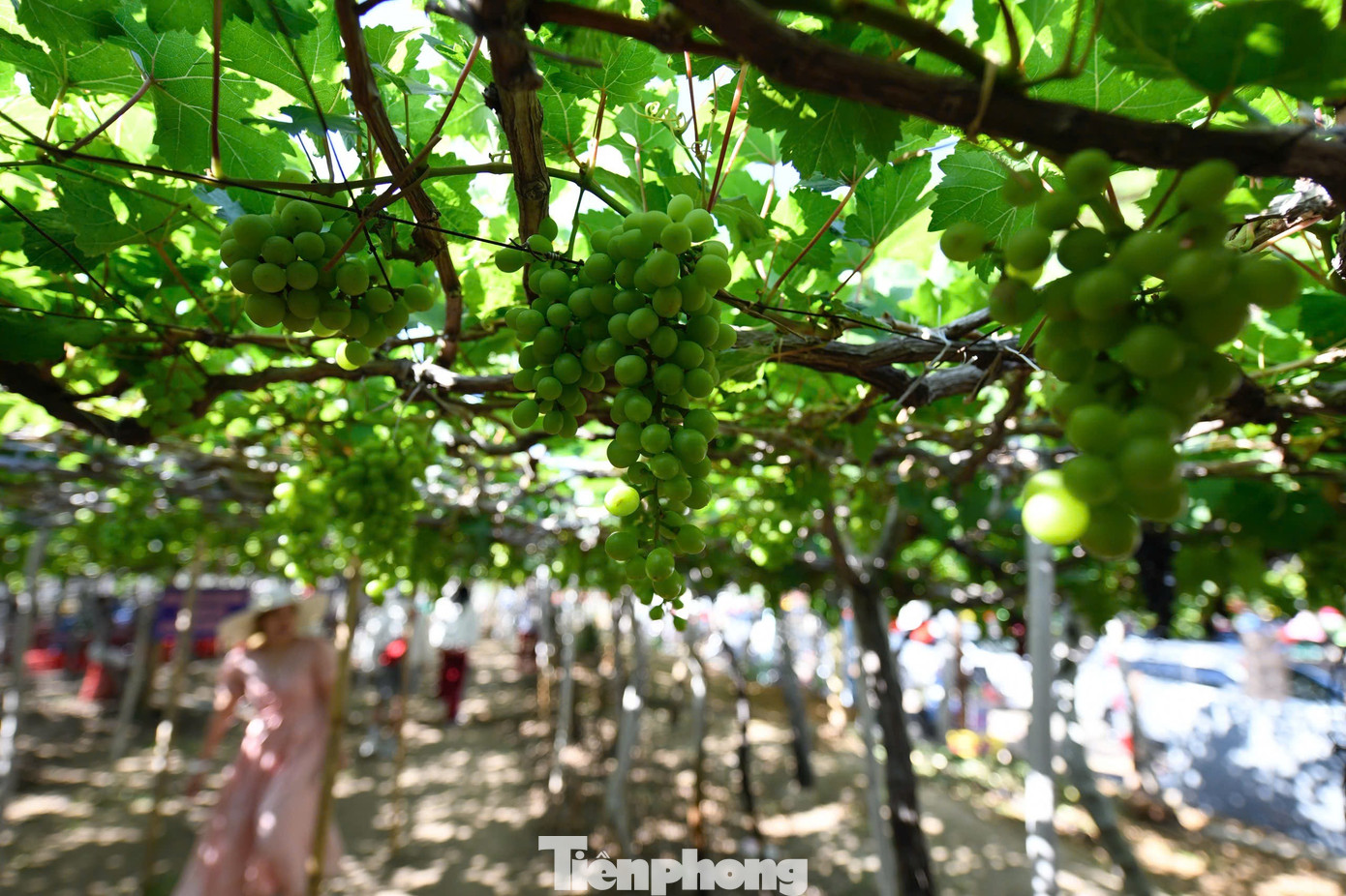 Tận thấy nơi 'gây bão' ở thủ phủ nho Ninh Thuận- Ảnh 2.
