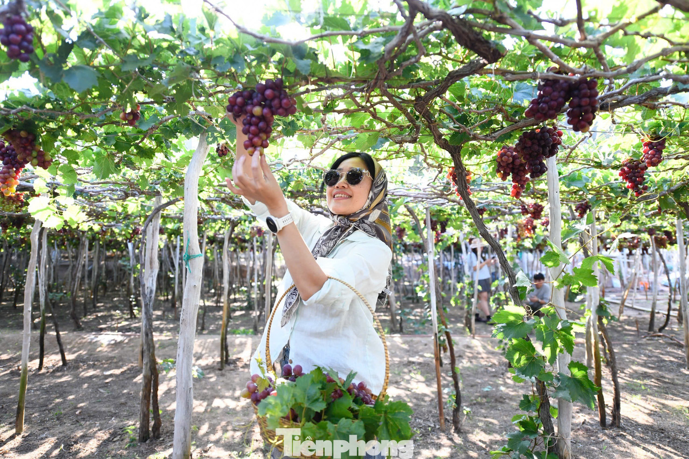 Tận thấy nơi 'gây bão' ở thủ phủ nho Ninh Thuận- Ảnh 4.