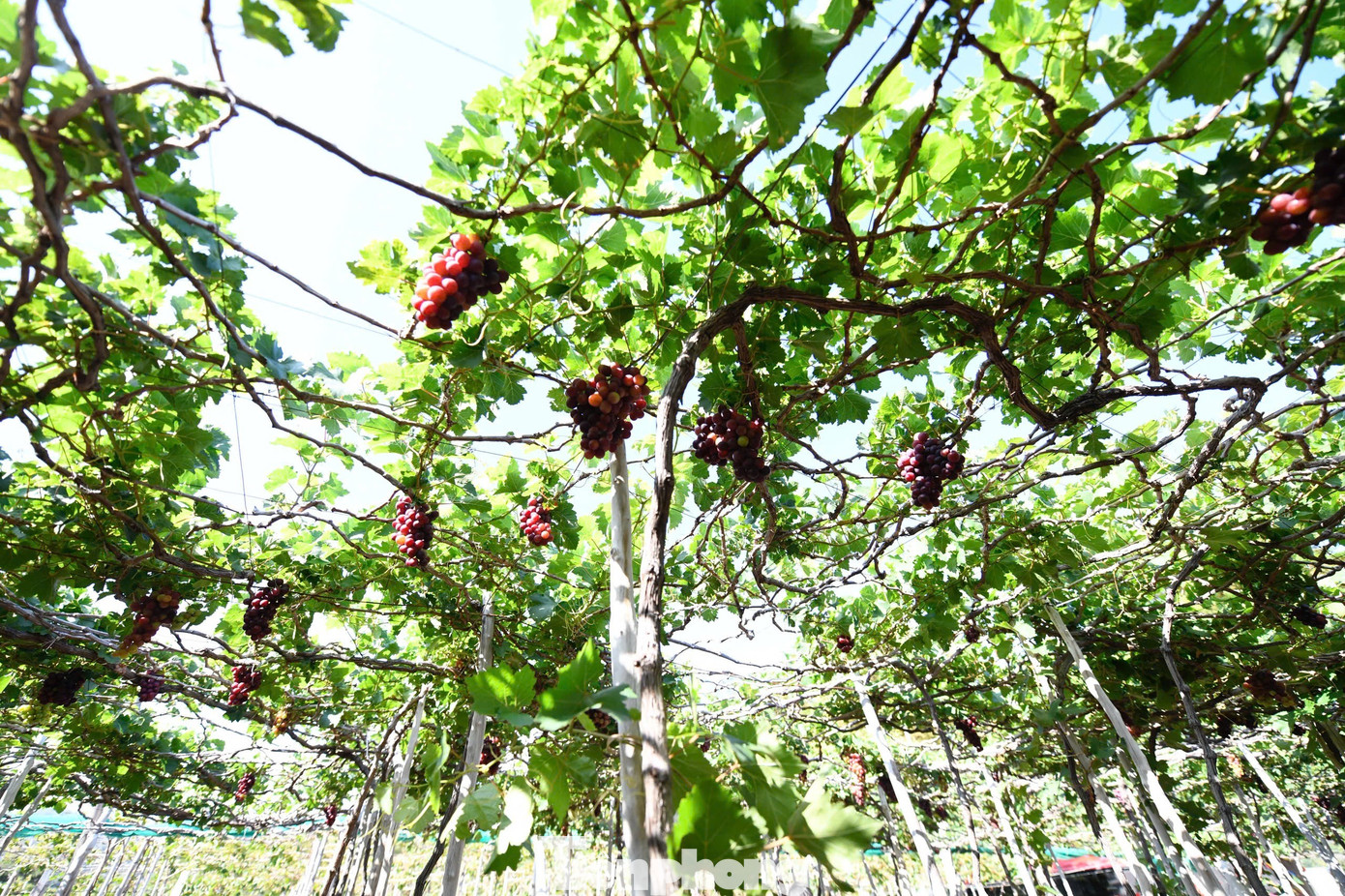 Tận thấy nơi 'gây bão' ở thủ phủ nho Ninh Thuận- Ảnh 9.