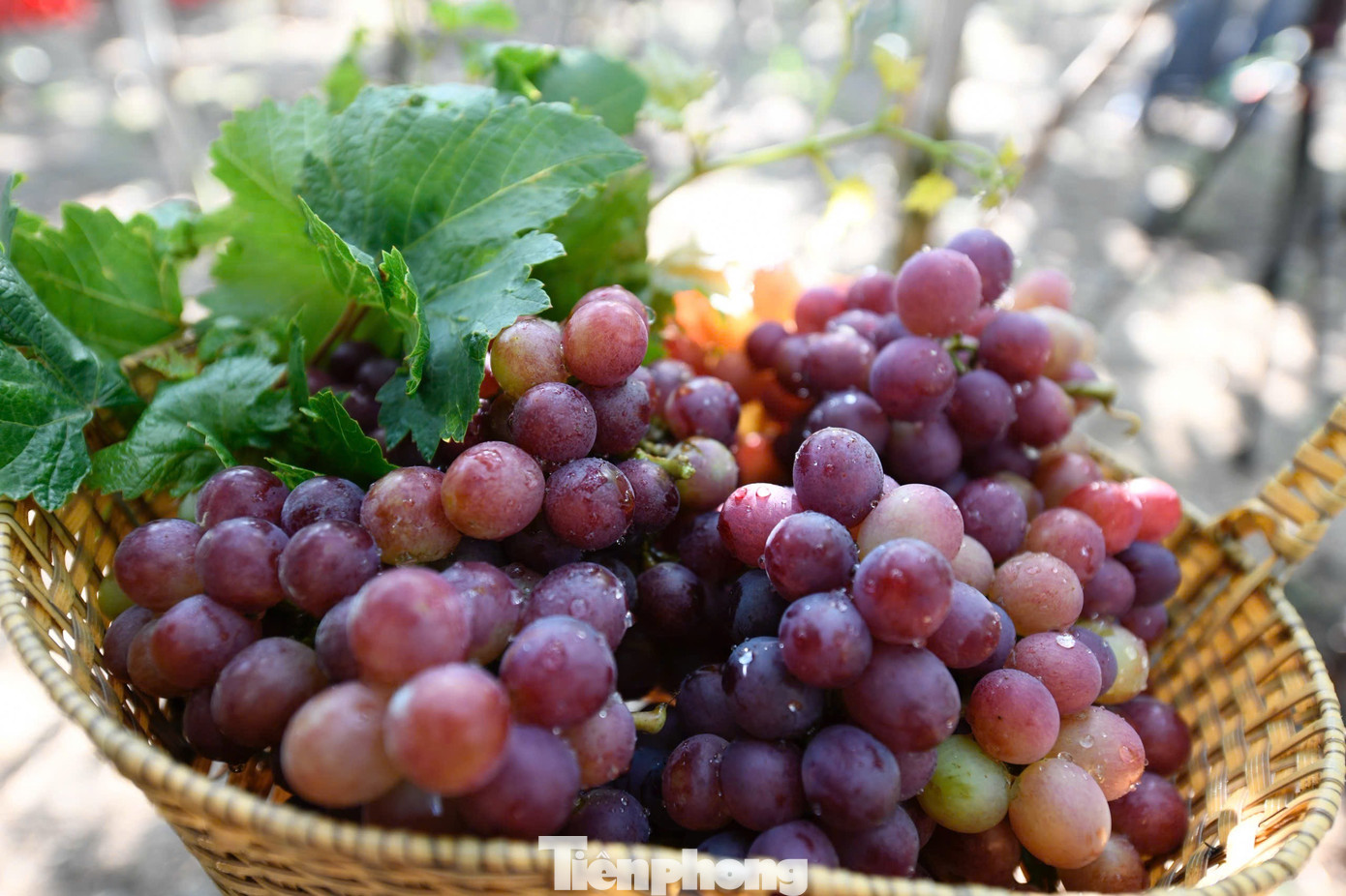 Tận thấy nơi 'gây bão' ở thủ phủ nho Ninh Thuận- Ảnh 10.