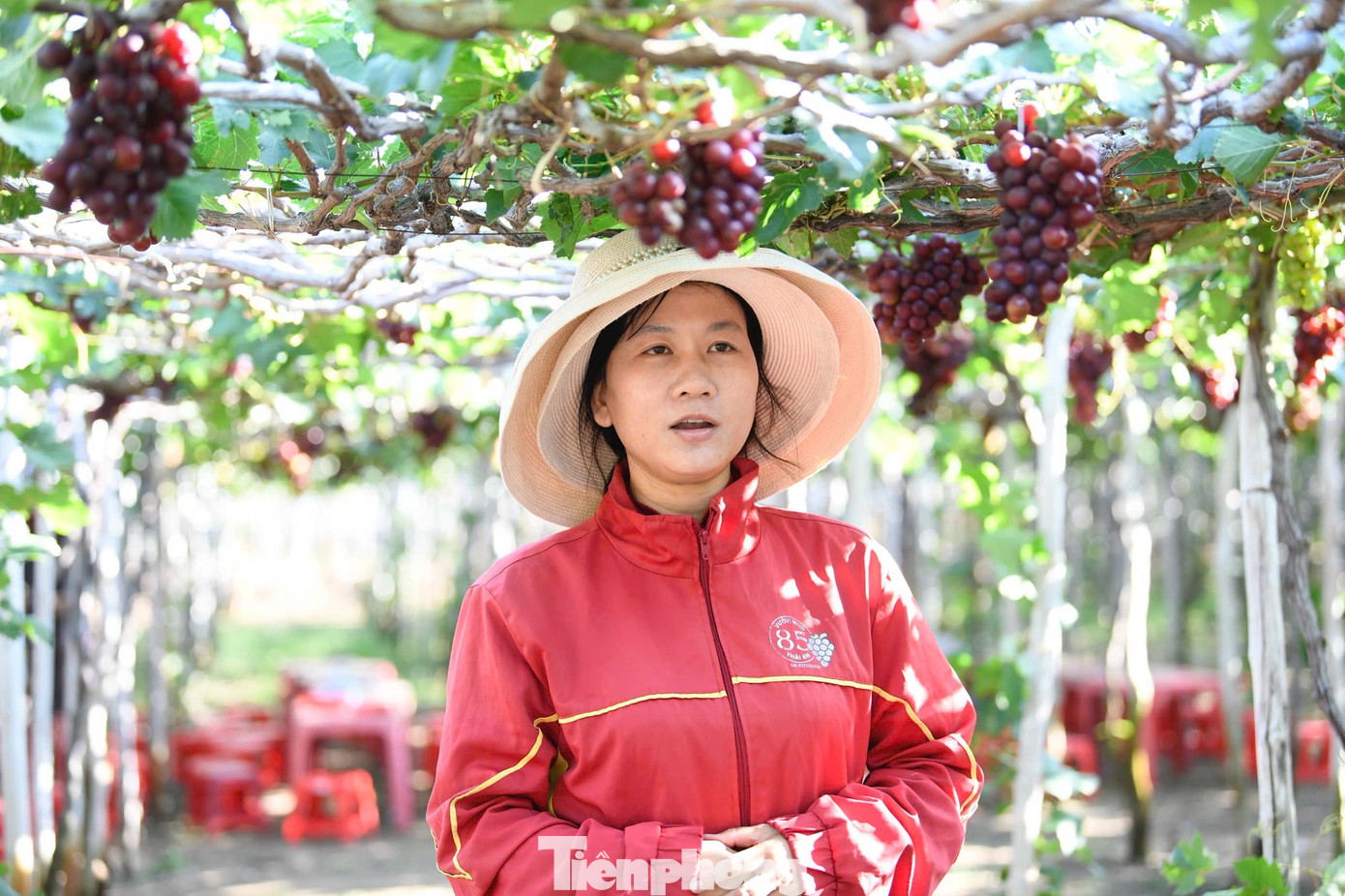 Tận thấy nơi 'gây bão' ở thủ phủ nho Ninh Thuận- Ảnh 12.