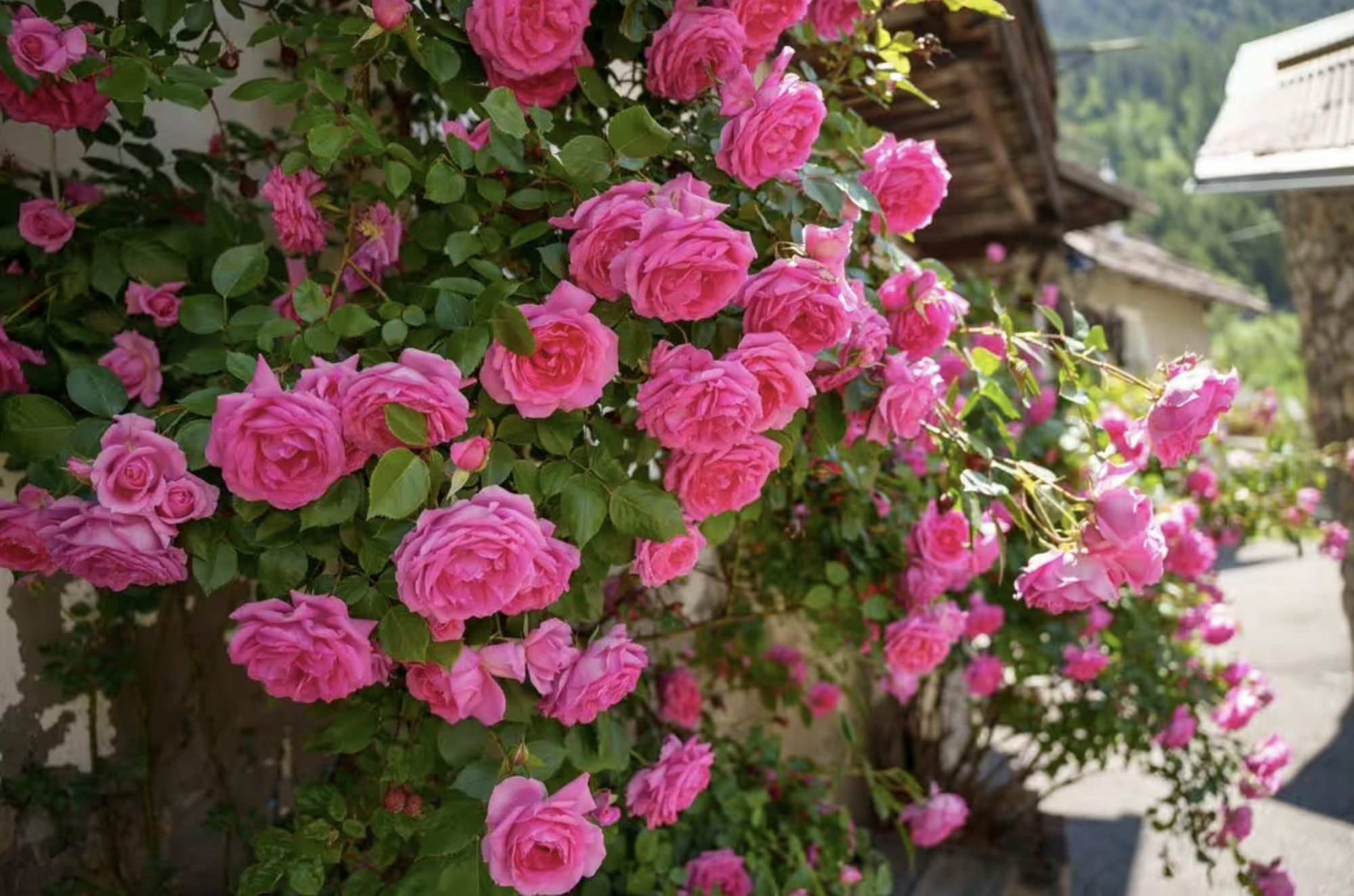 Loại cây nên trồng ngay bây giờ: Đẹp thanh lịch, ấn tượng 