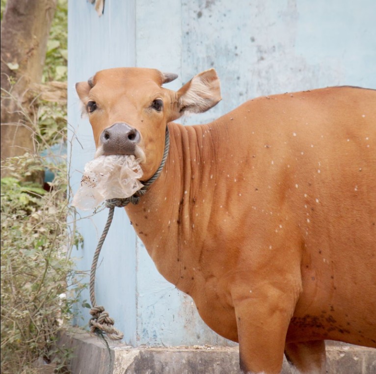 Con bò đực được mổ khẩn vì bụng phình to như 
