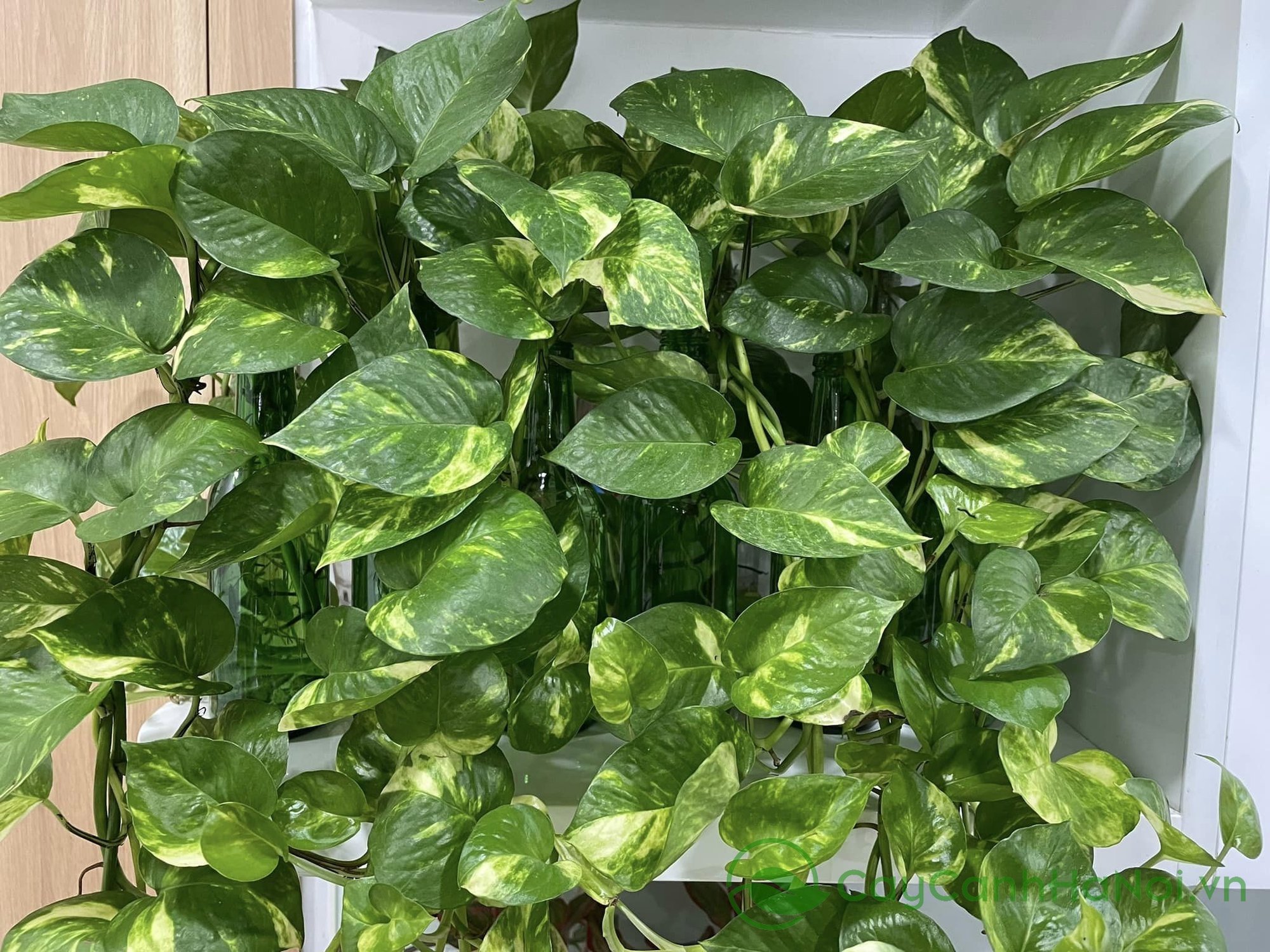 4 loại cây rất hợp cho người trên 40 tuổi: Trồng trong nhà hay ngoài sân đều có lợi- Ảnh 3. 4 loại cây rất hợp cho người trên 40 tuổi: Trồng trong nhà hay ngoài sân đều có lợi- Ảnh 3.