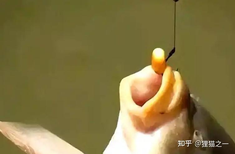 Cá chưa bao giờ lên bờ, làm sao chúng biết hạt ngô có thể ăn được?- Ảnh 2.