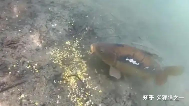 Cá chưa bao giờ lên bờ, làm sao chúng biết hạt ngô có thể ăn được?- Ảnh 3.