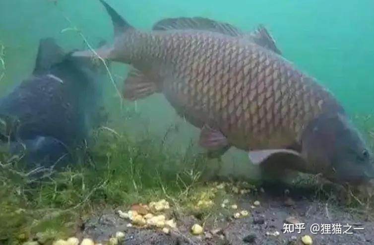 Cá chưa bao giờ lên bờ, làm sao chúng biết hạt ngô có thể ăn được?- Ảnh 5.