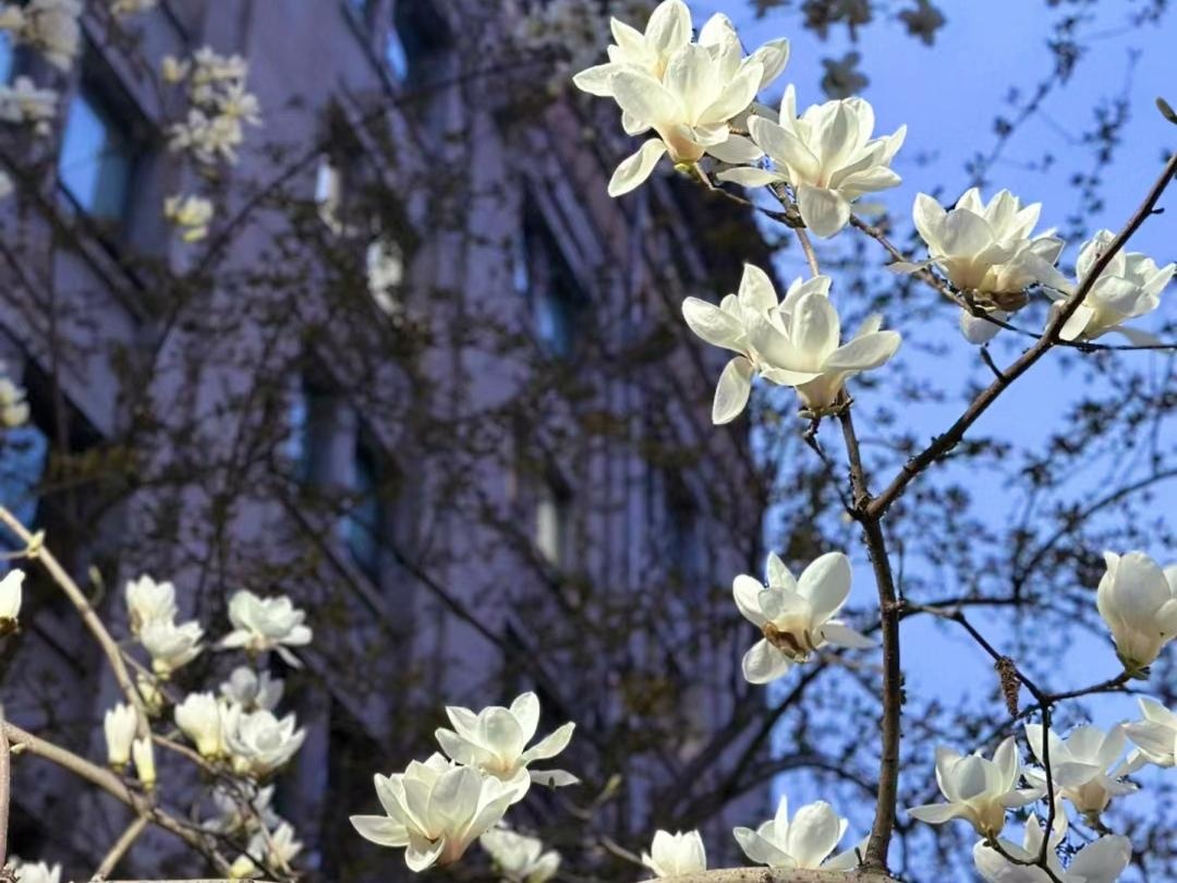 10 loài hoa thơm say mũi: Mùi hương độc nhất thế giới, đến thợ điều chế nước hoa cũng không thể bắt chước- Ảnh 2.