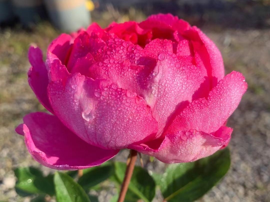 10 loài hoa thơm say mũi: Mùi hương độc nhất thế giới, đến thợ điều chế nước hoa cũng không thể bắt chước- Ảnh 4.